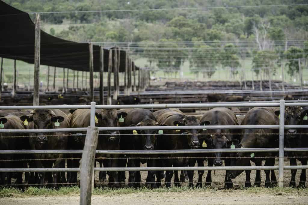 alq-feedlot-cow-jan2024-27