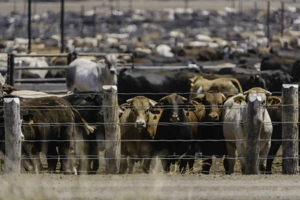 alq-feedlot-cow-oct2023-3