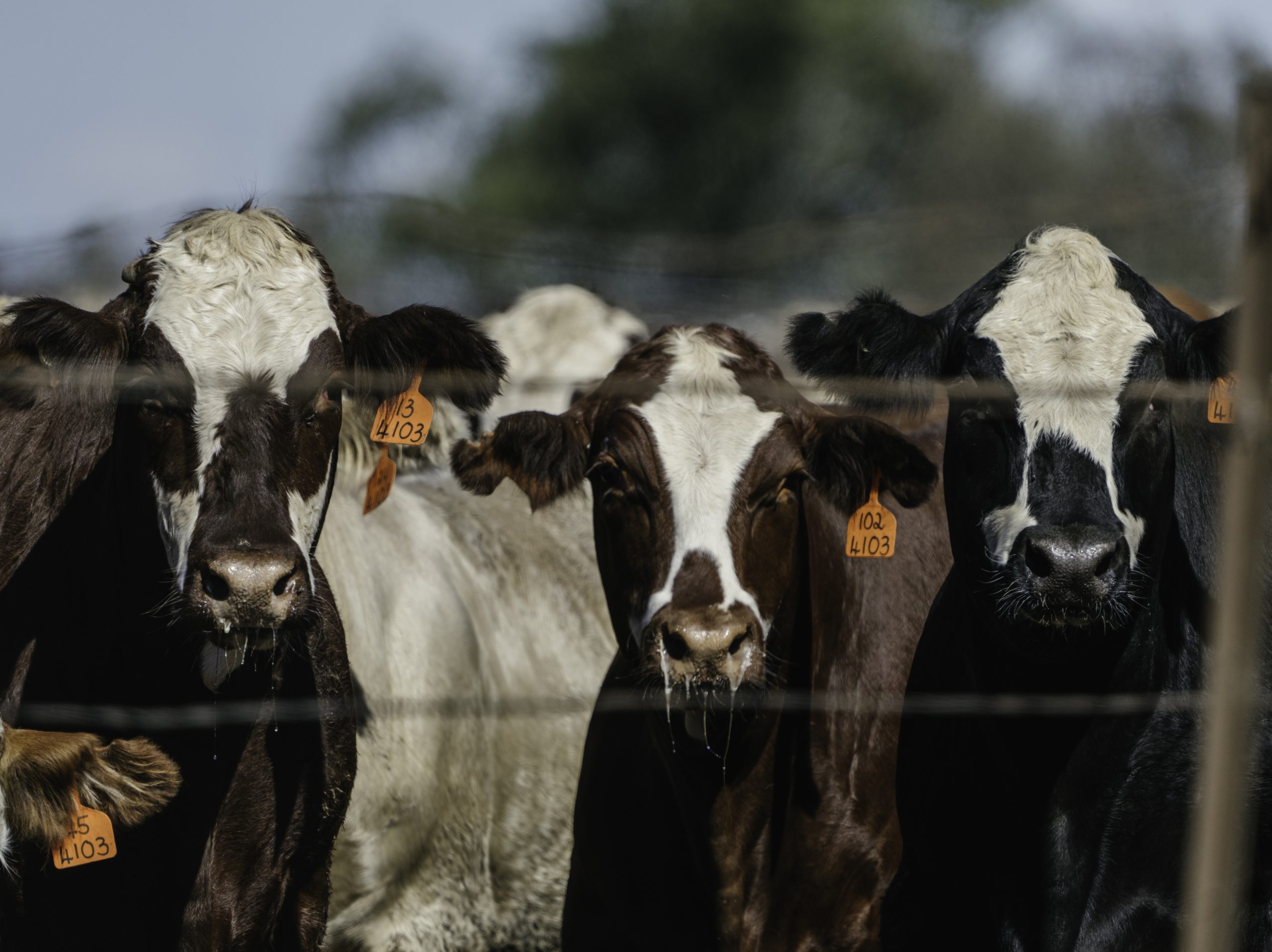 Photos-finals-feedlot-april2024-140