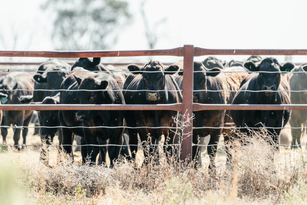 Ak-Feedlot-cattle-transport-truck-14